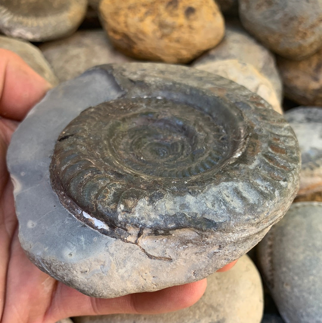 Hildoceras lusitanicum ammonite fossil - Whitby, North Yorkshire Jurassic Coast, Yorkshire Fossils