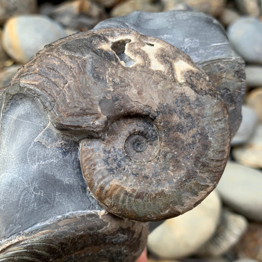 Harpoceras ammonite triple fossil - Whitby, North Yorkshire