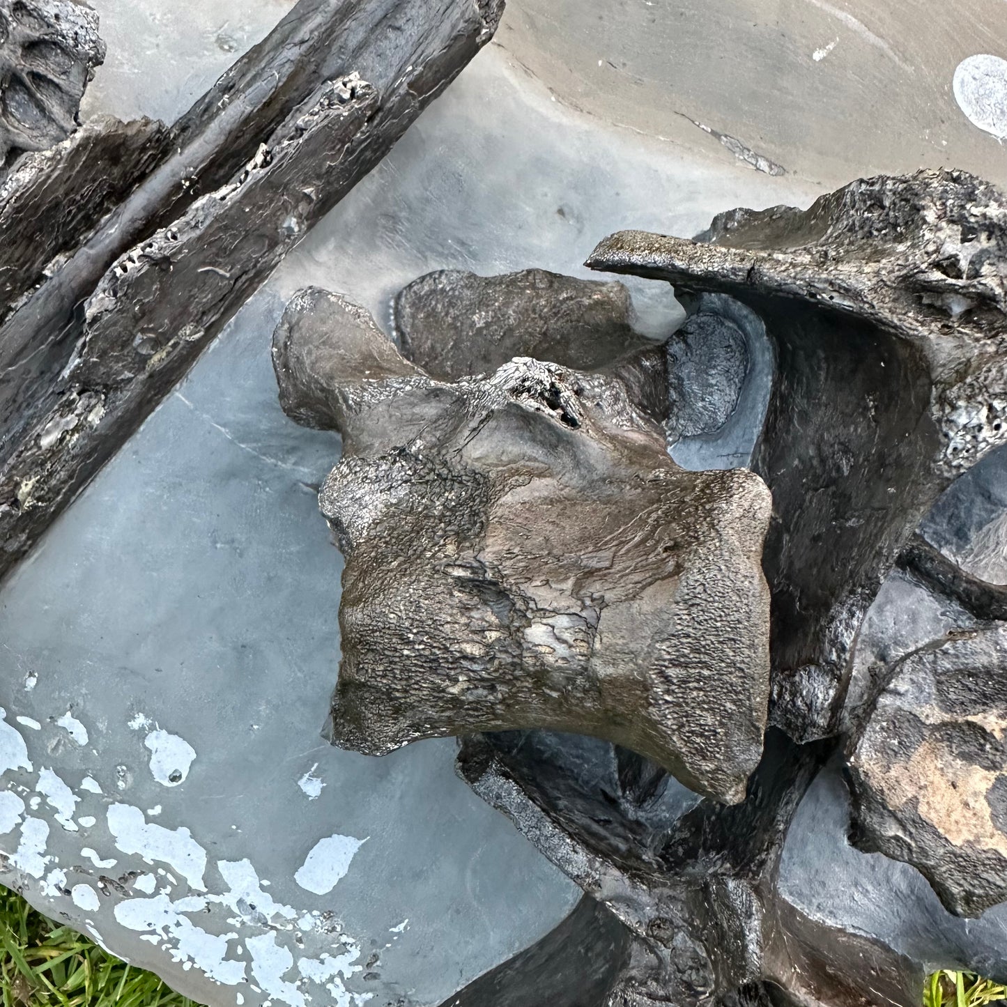 Crocodile Bone Block - Marine Reptile Whitby, North Yorkshire, Jurassic Coast