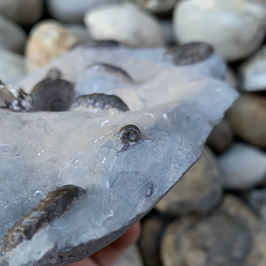 Amaltheus subnodosus ammonite fossil - Whitby, North Yorkshire