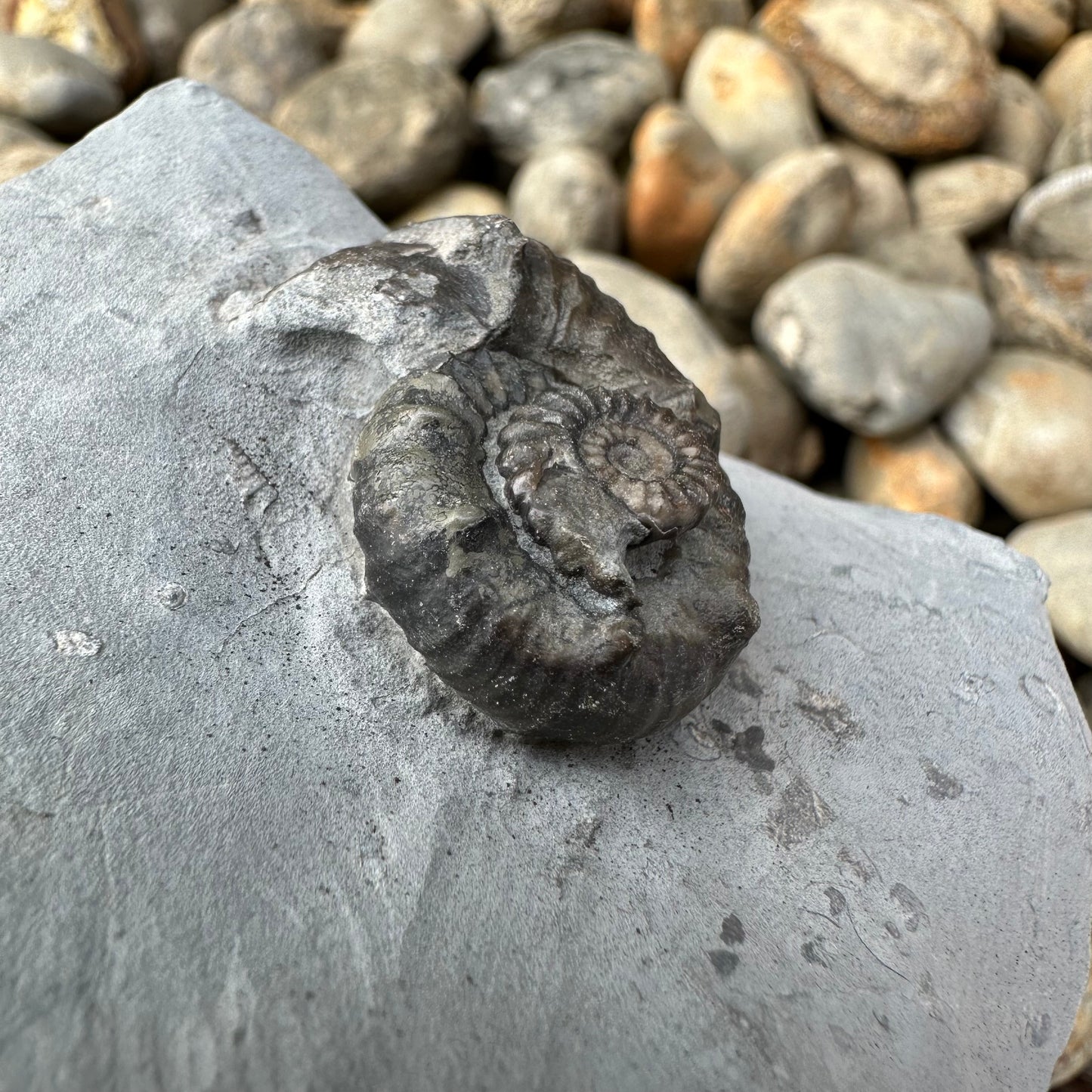 Xipheroceras / Promicroceras ammonite fossil - Whitby, North Yorkshire