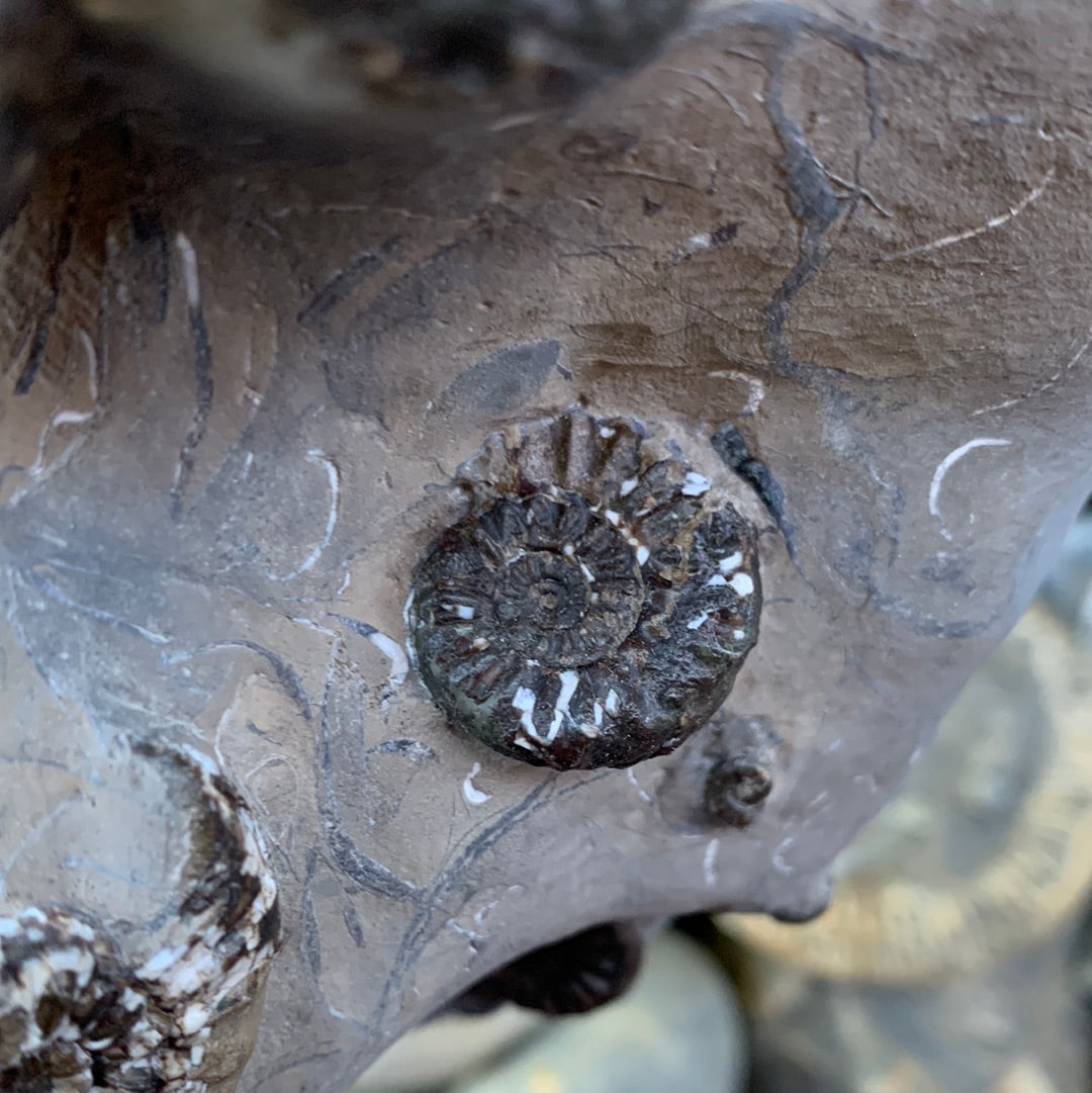Amaltheus subnodosus ammonite fossil - Whitby, North Yorkshire