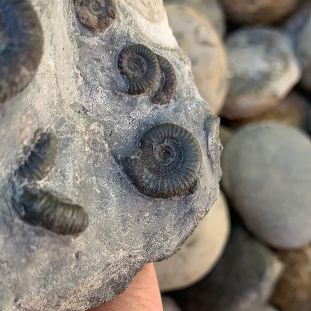 Gracile Multi-block ammonite fossil - Whitby, North Yorkshire Jurassic Coast