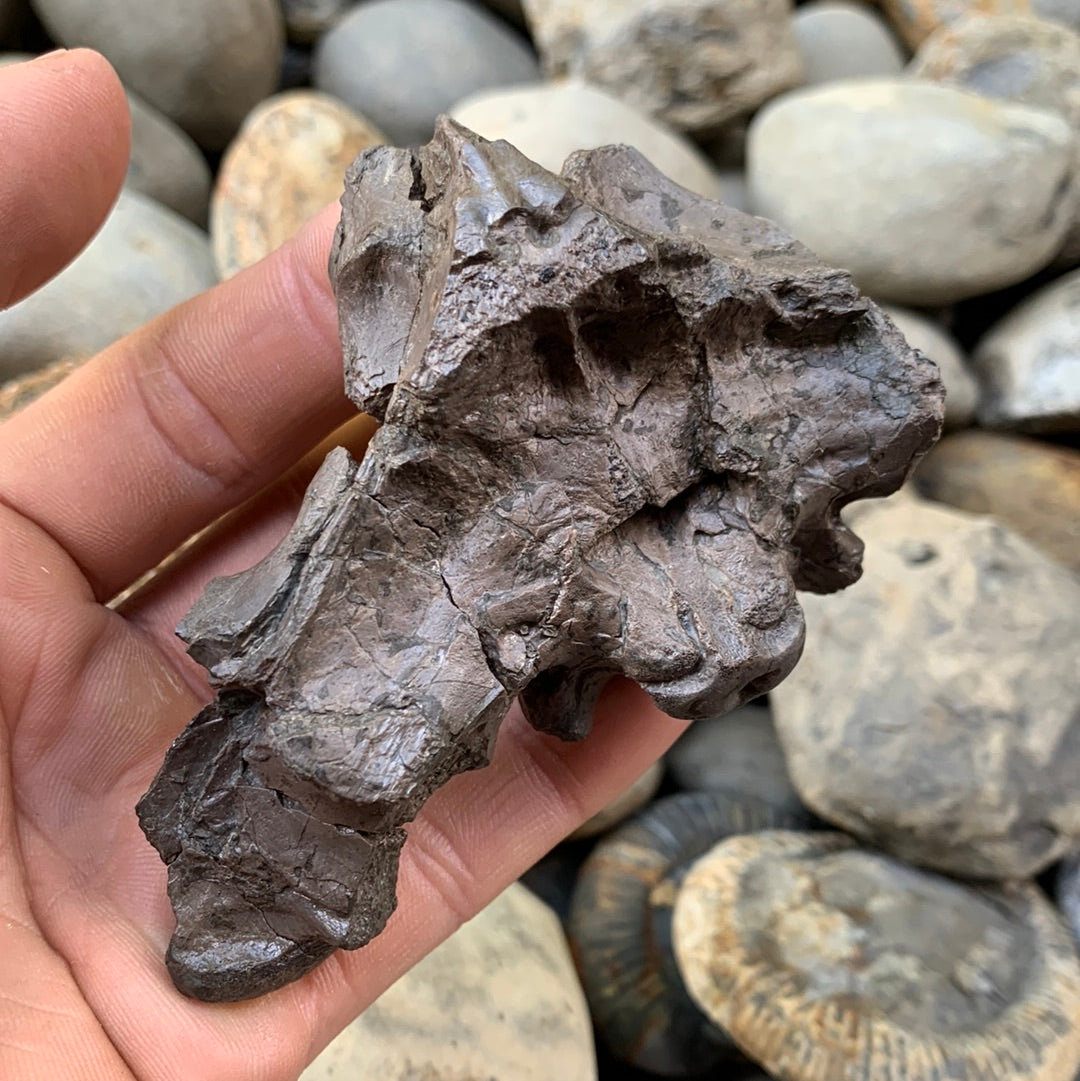 Partial Crocodile Skull - Marine Reptile Whitby, North Yorkshire