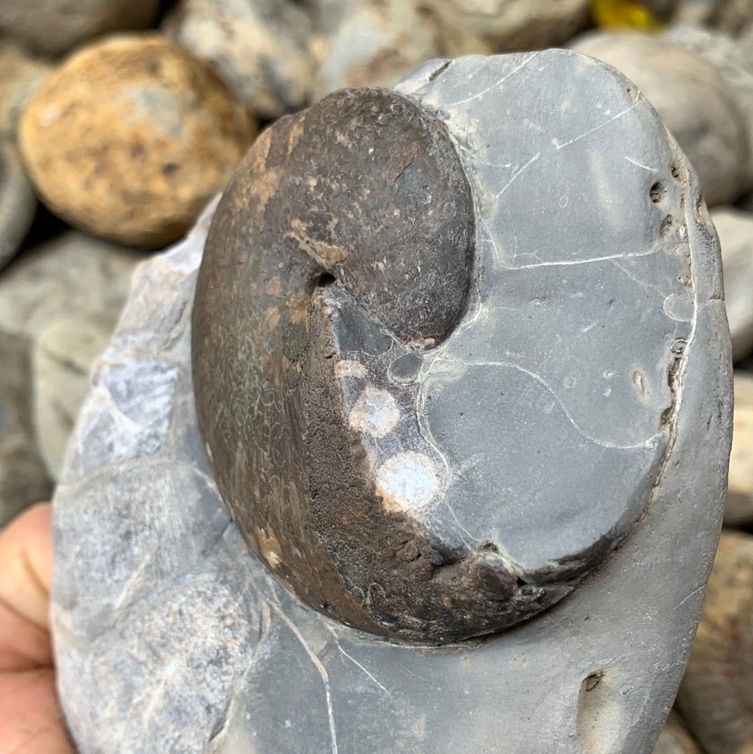 Phylloceras ammonite fossil - Whitby, North Yorkshire Jurassic Coast, Yorkshire fossils