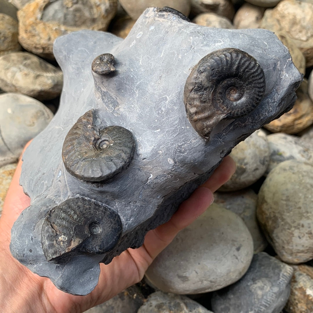Grammoceras thouarense / pseudolioceras boulbiense ammonite fossil - Whitby, North Yorkshire Jurassic Coast