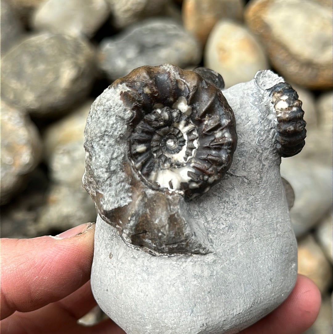 Androgynoceras maculatum ammonite fossil - Whitby, North Yorkshire