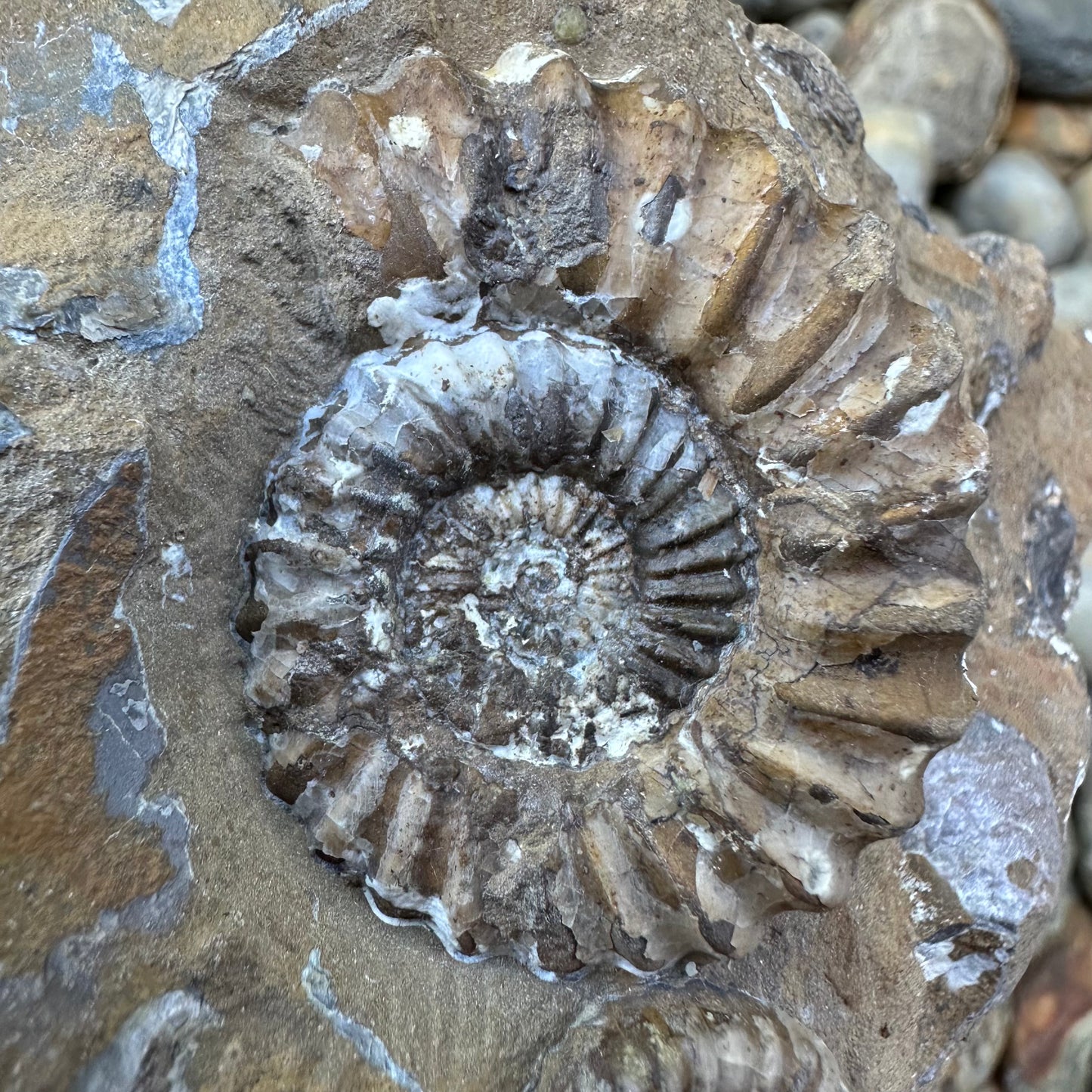 Androgynoceras Capricornus ammonite fossil - Whitby, North Yorkshire