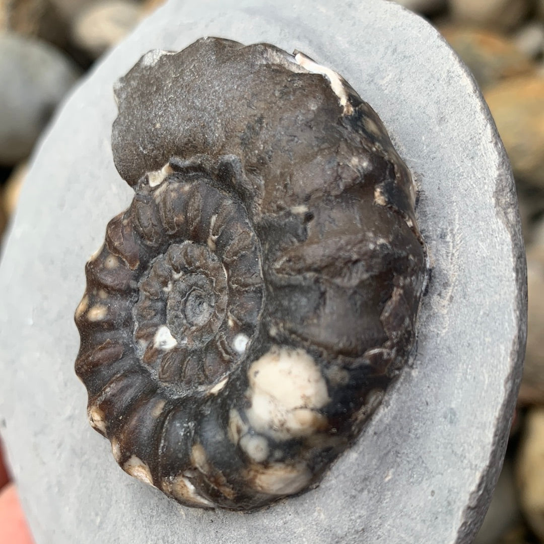 Androgynoceras maculatum ammonite fossil - Whitby, North Yorkshire