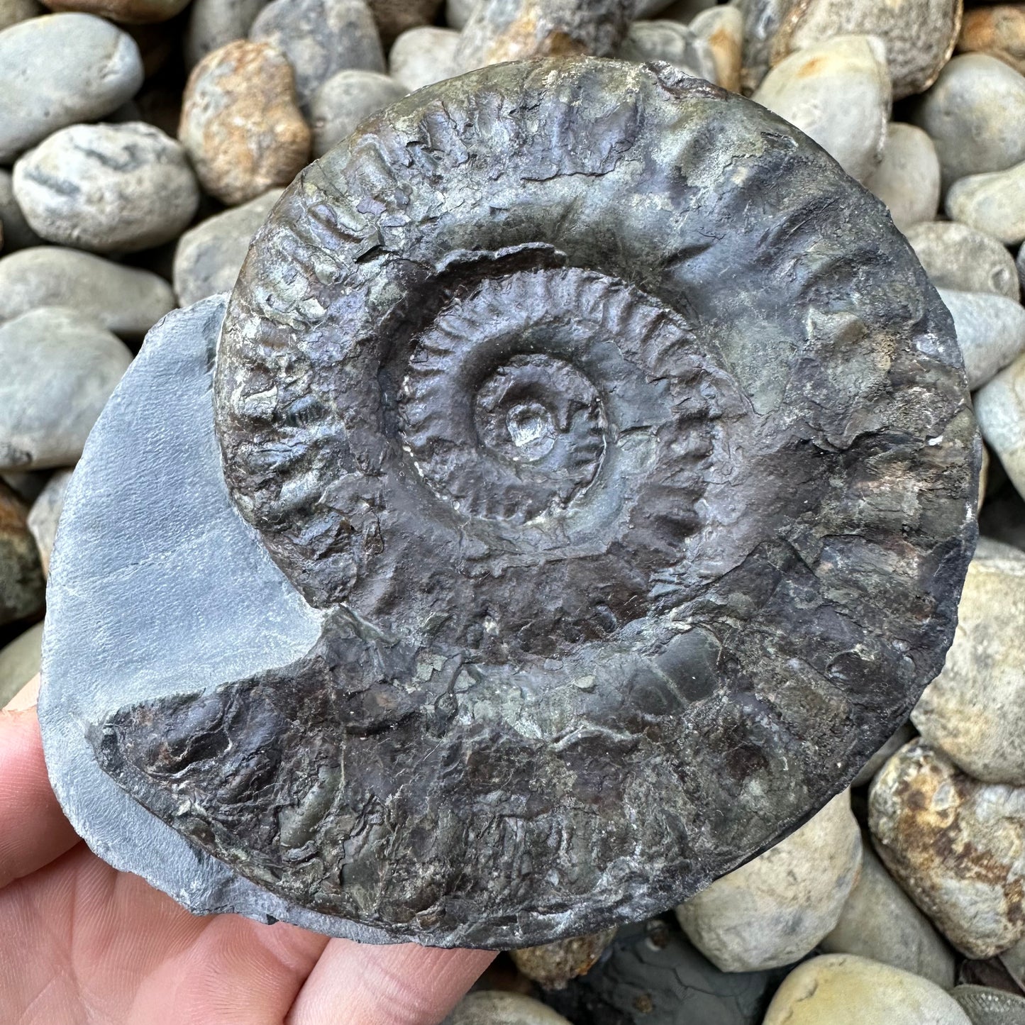 Hildoceras lusitanicum ammonite fossil - Whitby, North Yorkshire, Jurassic Coast, Yorkshire Fossils