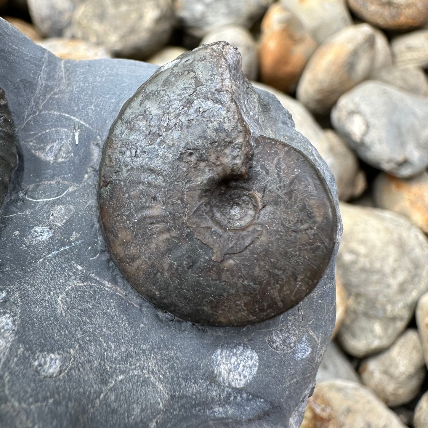 Catacoeloceras / pseudolioceras boulbiense ammonite fossil - Whitby, North Yorkshire Jurassic Coast, Yorkshire Fossils