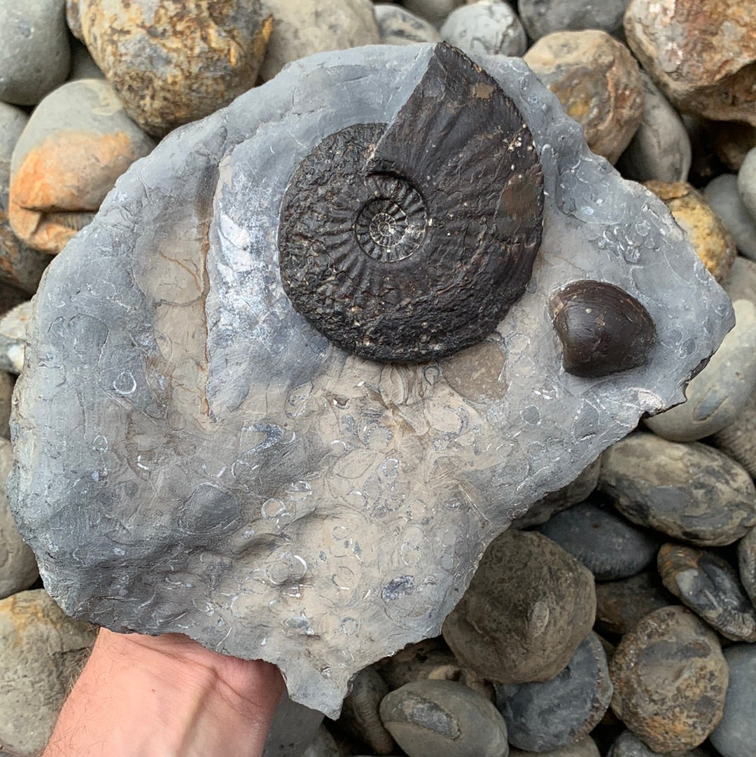 Amaltheus margaritatus ammonite fossil - Whitby, North Yorkshire