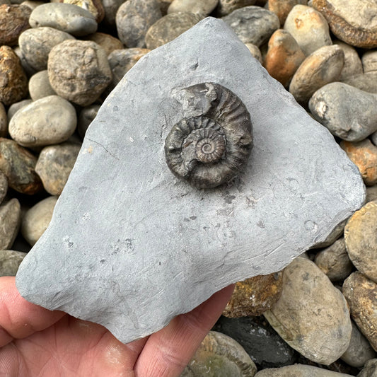 Xipheroceras / Promicroceras ammonite fossil - Whitby, North Yorkshire