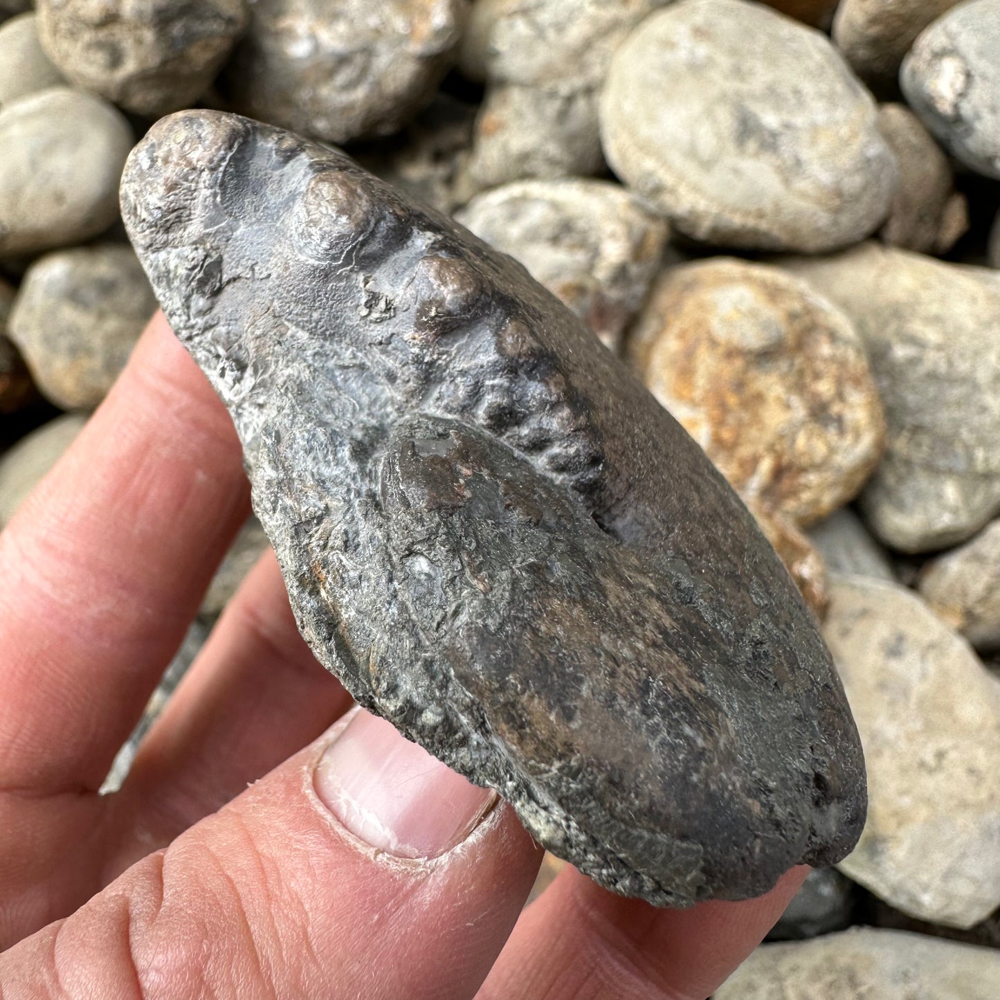 Phylloceras ammonite fossil - Whitby, North Yorkshire Jurassic Coast, Yorkshire fossils