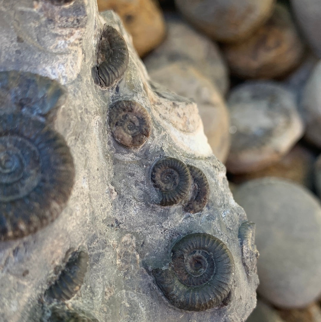 Gracile Multi-block ammonite fossil - Whitby, North Yorkshire Jurassic Coast