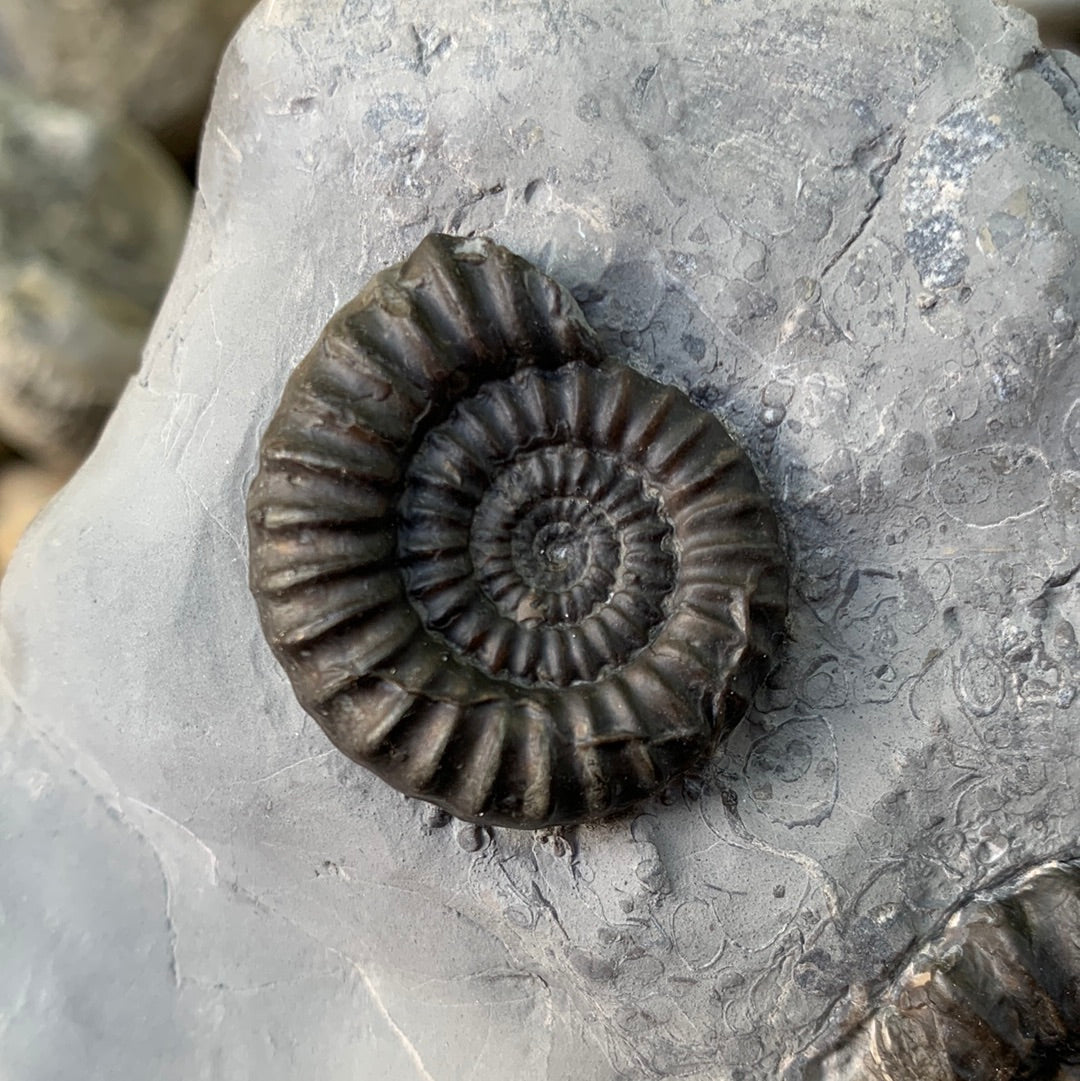 Gagaticeras ammonite shell fossil - Whitby, North Yorkshire