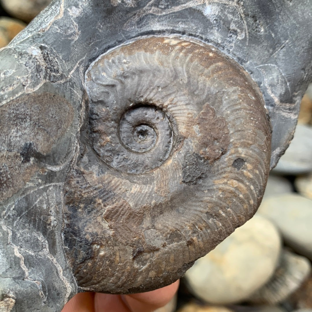 Harpoceras ammonite triple fossil - Whitby, North Yorkshire