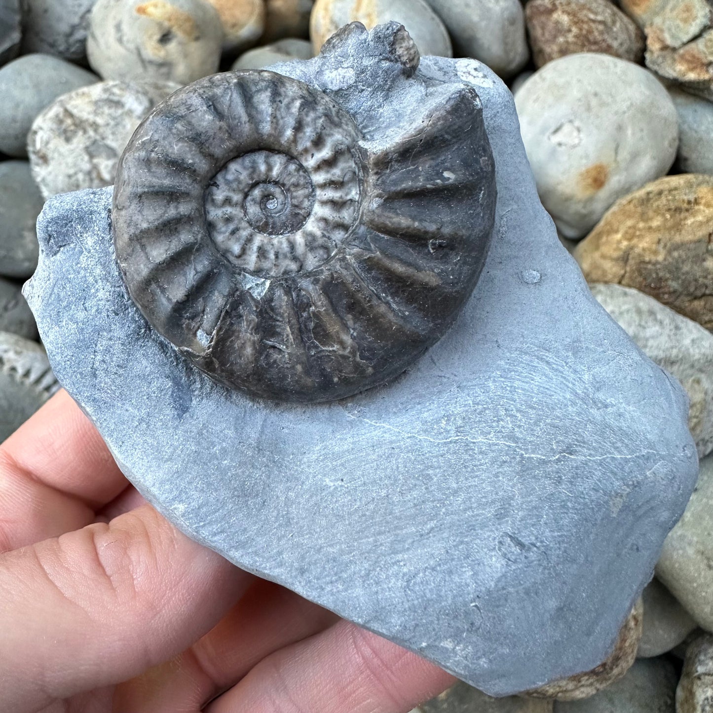 Asteroceras / Promicroceras ammonite fossil - Whitby, North Yorkshire