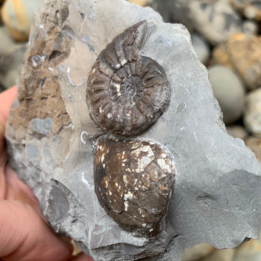 Amaltheus subnodosus ammonite fossil - Whitby, North Yorkshire