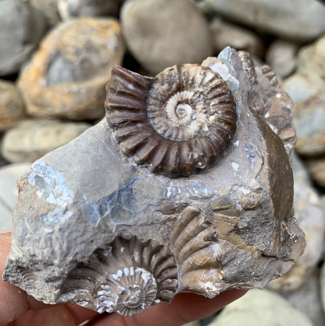 Androgynoceras capricornus ammonite fossil - Whitby, North Yorkshire