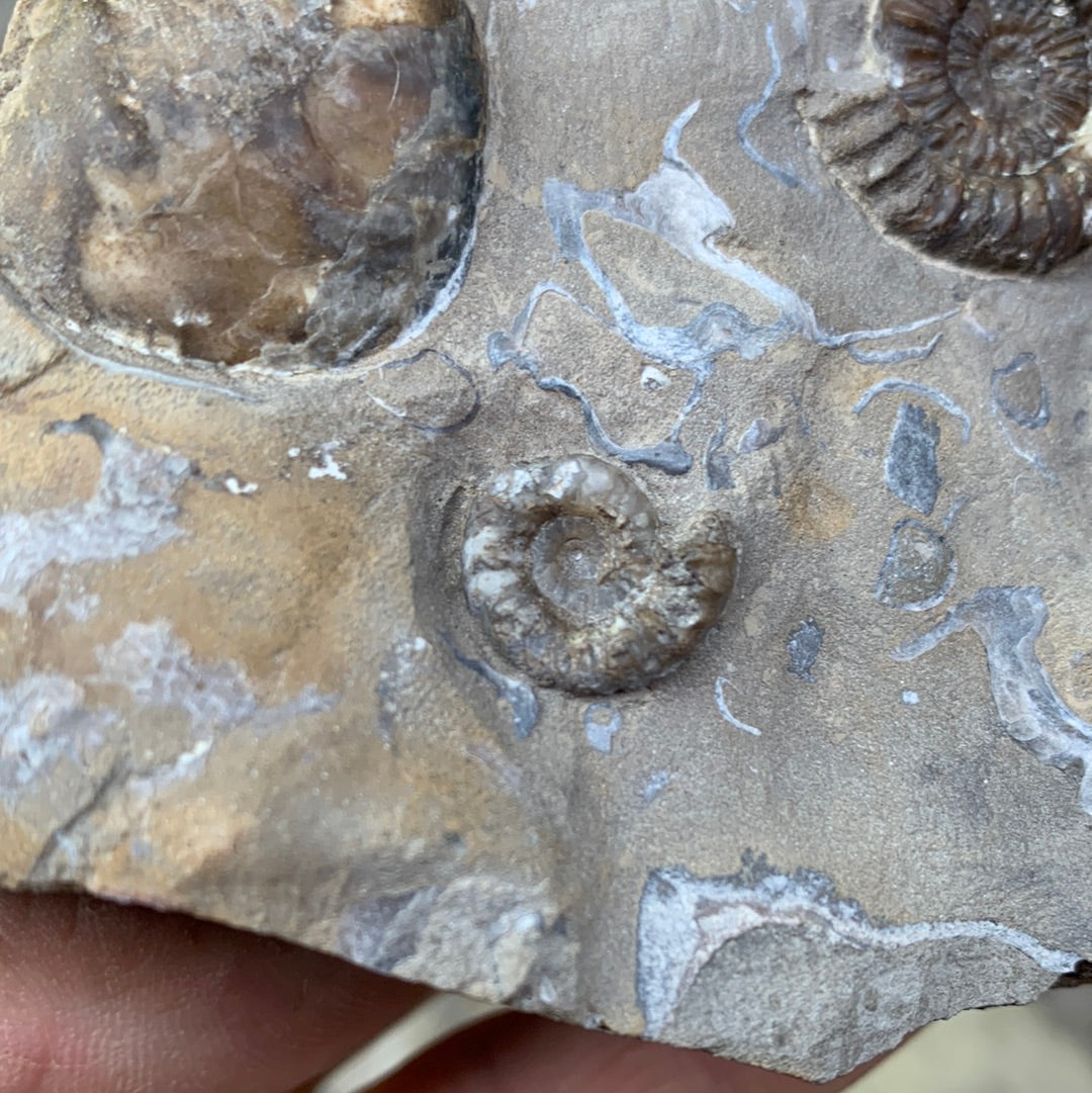 Androgynoceras capricornus ammonite fossil - Whitby, North Yorkshire