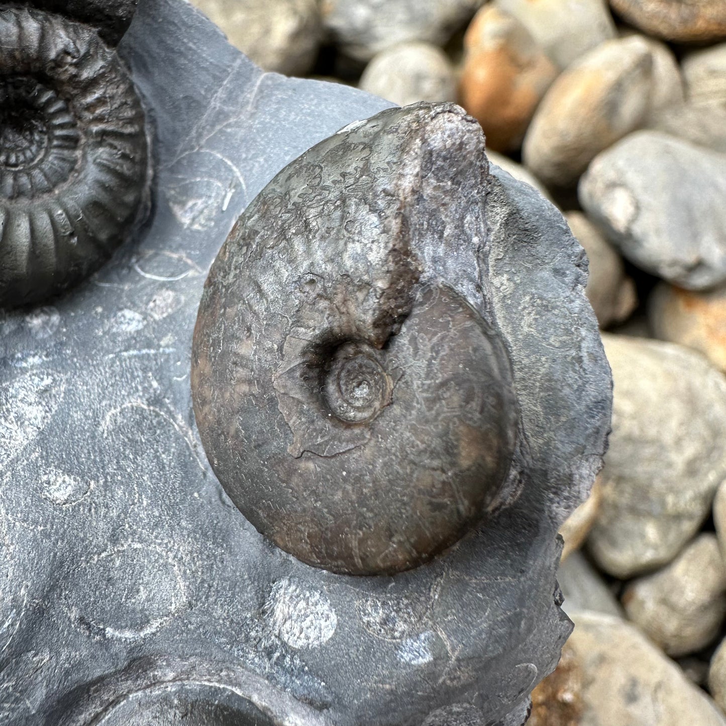 Catacoeloceras / pseudolioceras boulbiense ammonite fossil - Whitby, North Yorkshire Jurassic Coast, Yorkshire Fossils