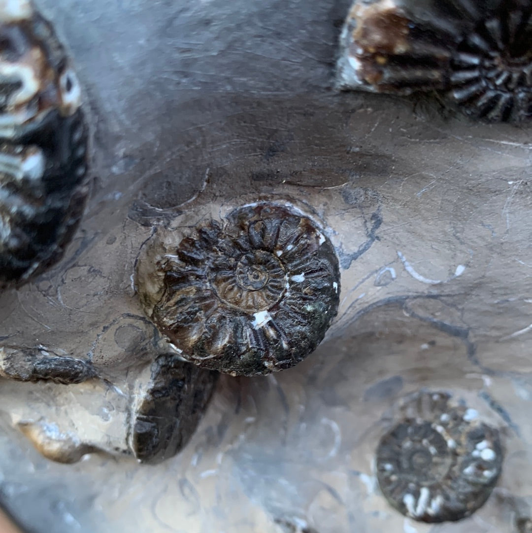 Amaltheus subnodosus ammonite fossil - Whitby, North Yorkshire