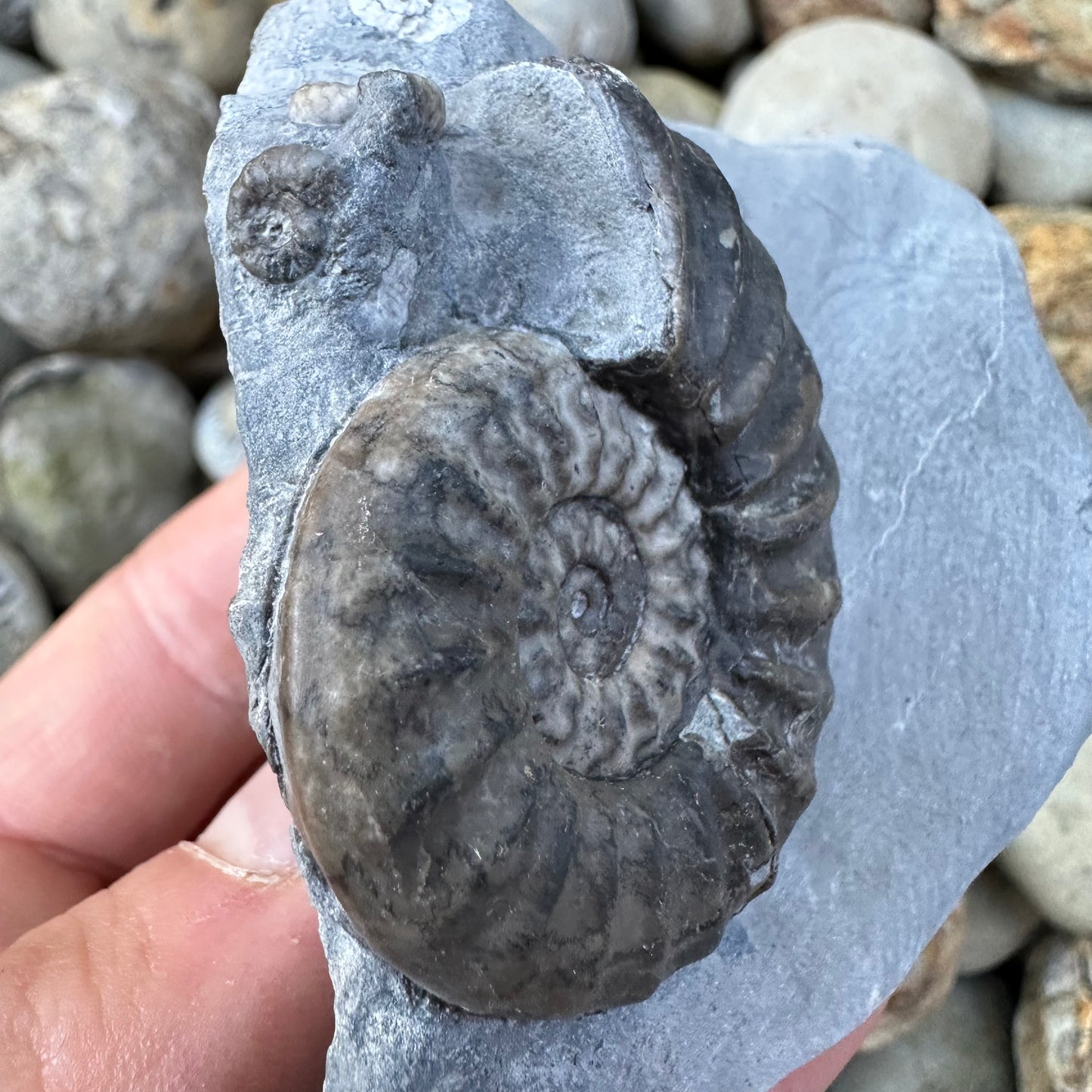 Asteroceras / Promicroceras ammonite fossil - Whitby, North Yorkshire