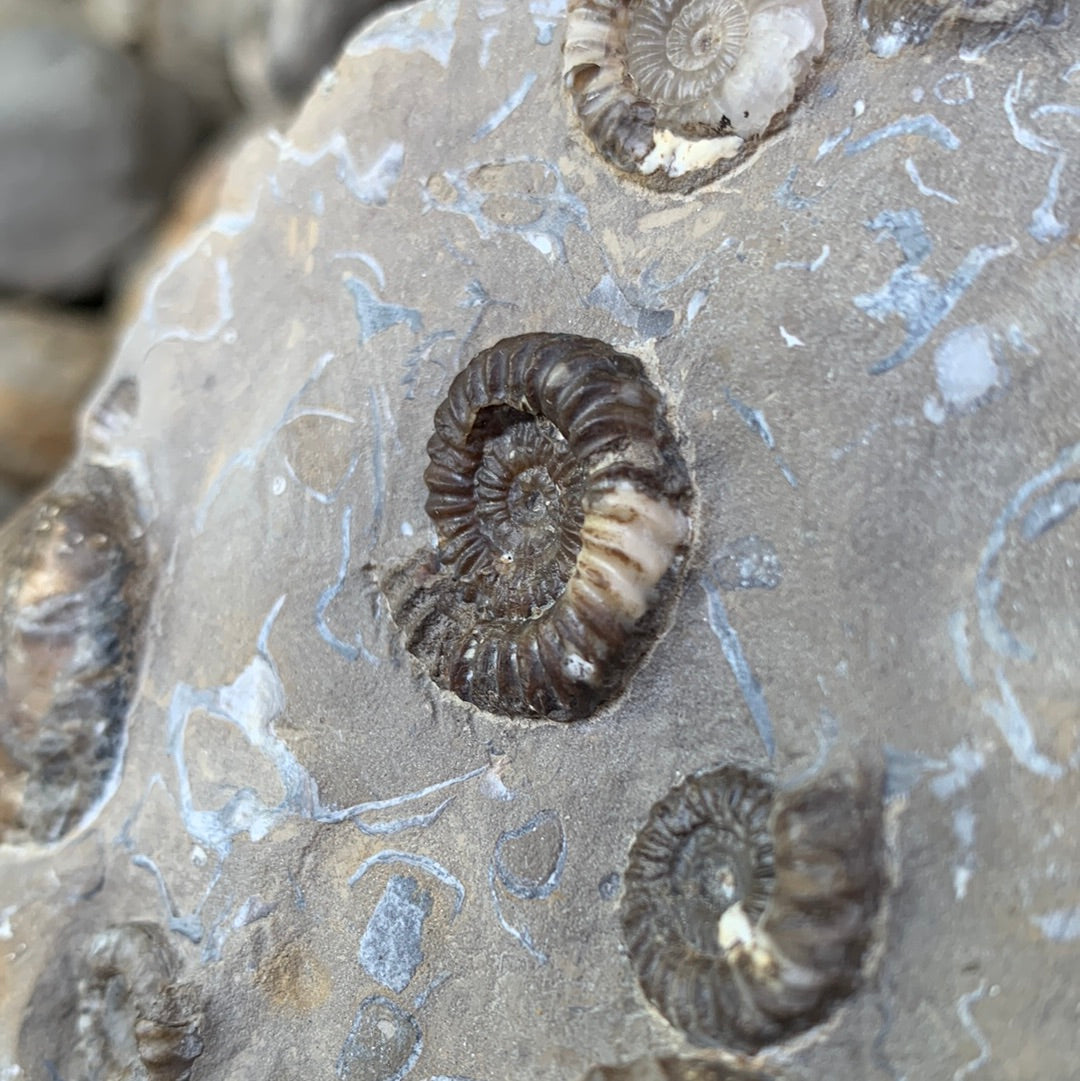 Androgynoceras capricornus ammonite fossil - Whitby, North Yorkshire