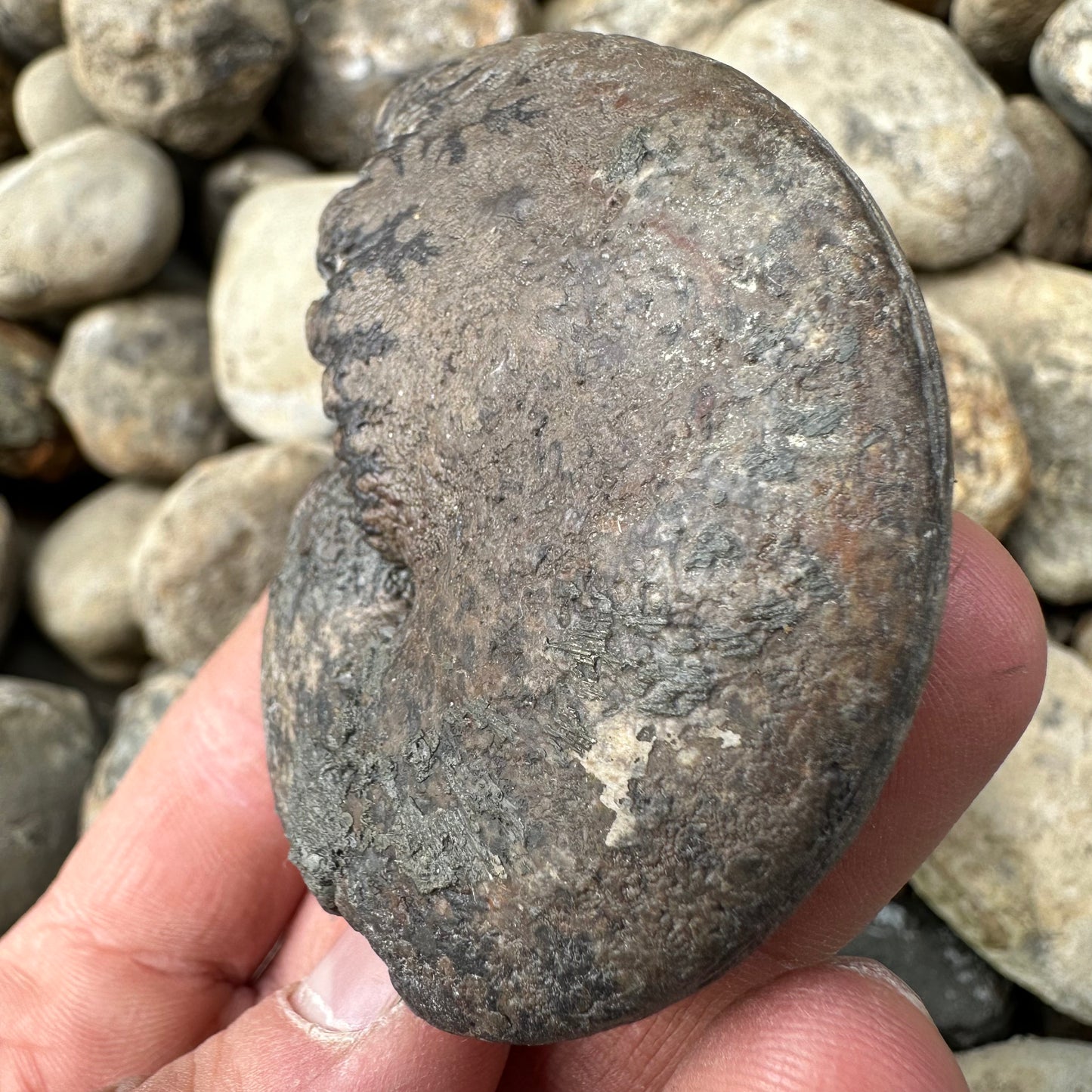 Phylloceras ammonite fossil - Whitby, North Yorkshire Jurassic Coast, Yorkshire fossils