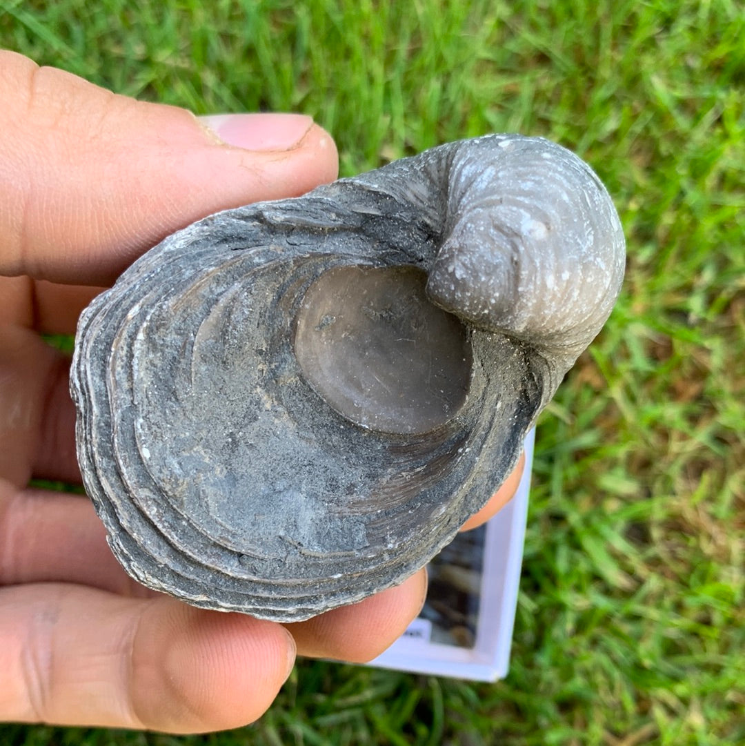Yorkshire Ammonite Shell Fossil Bundle - Jurassic Coast Fossil Bundle Whitby, North Yorkshire