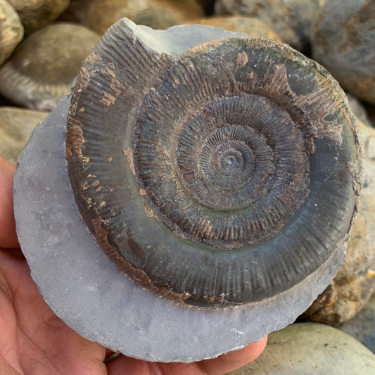 Dactylioceras tenuicostatum ammonite fossil - Whitby, North Yorkshire Jurassic Coast