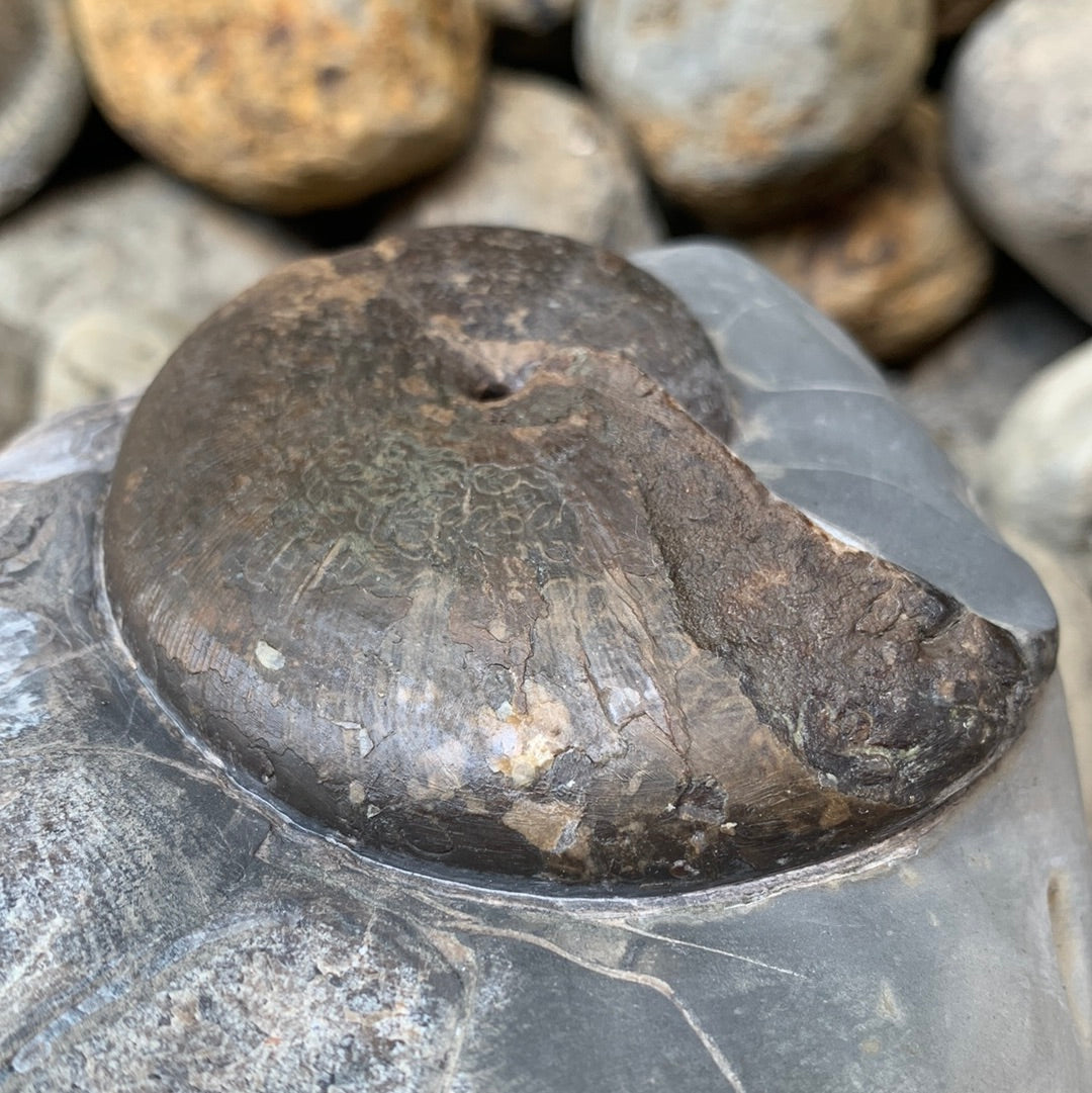 Phylloceras ammonite fossil - Whitby, North Yorkshire Jurassic Coast, Yorkshire fossils
