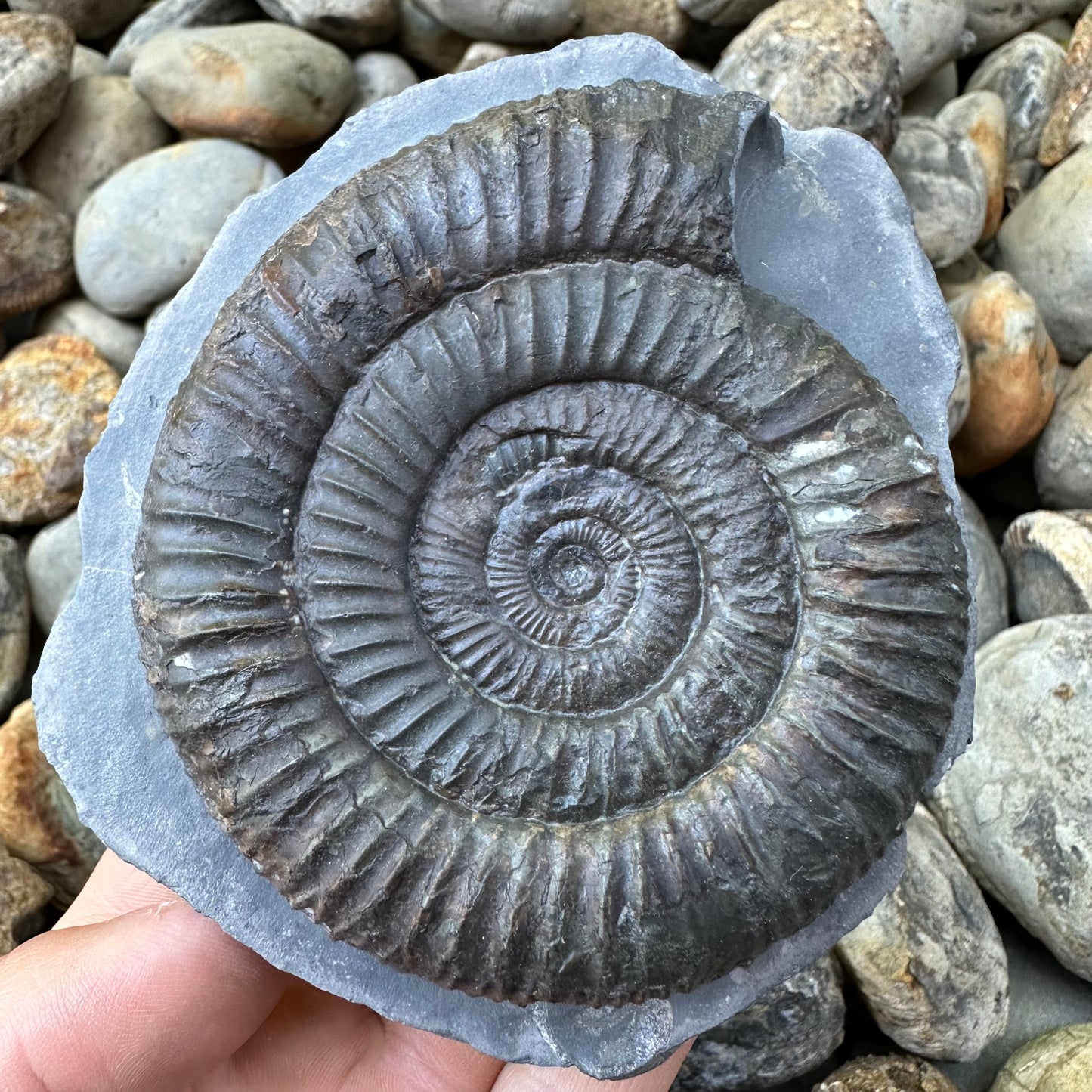 Dactylioceras ammonite fossil - Whitby, North Yorkshire, Yorkshire Fossils found on the Jurassic Coast