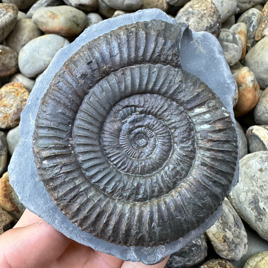 Dactylioceras ammonite fossil - Whitby, North Yorkshire, Yorkshire Fossils found on the Jurassic Coast
