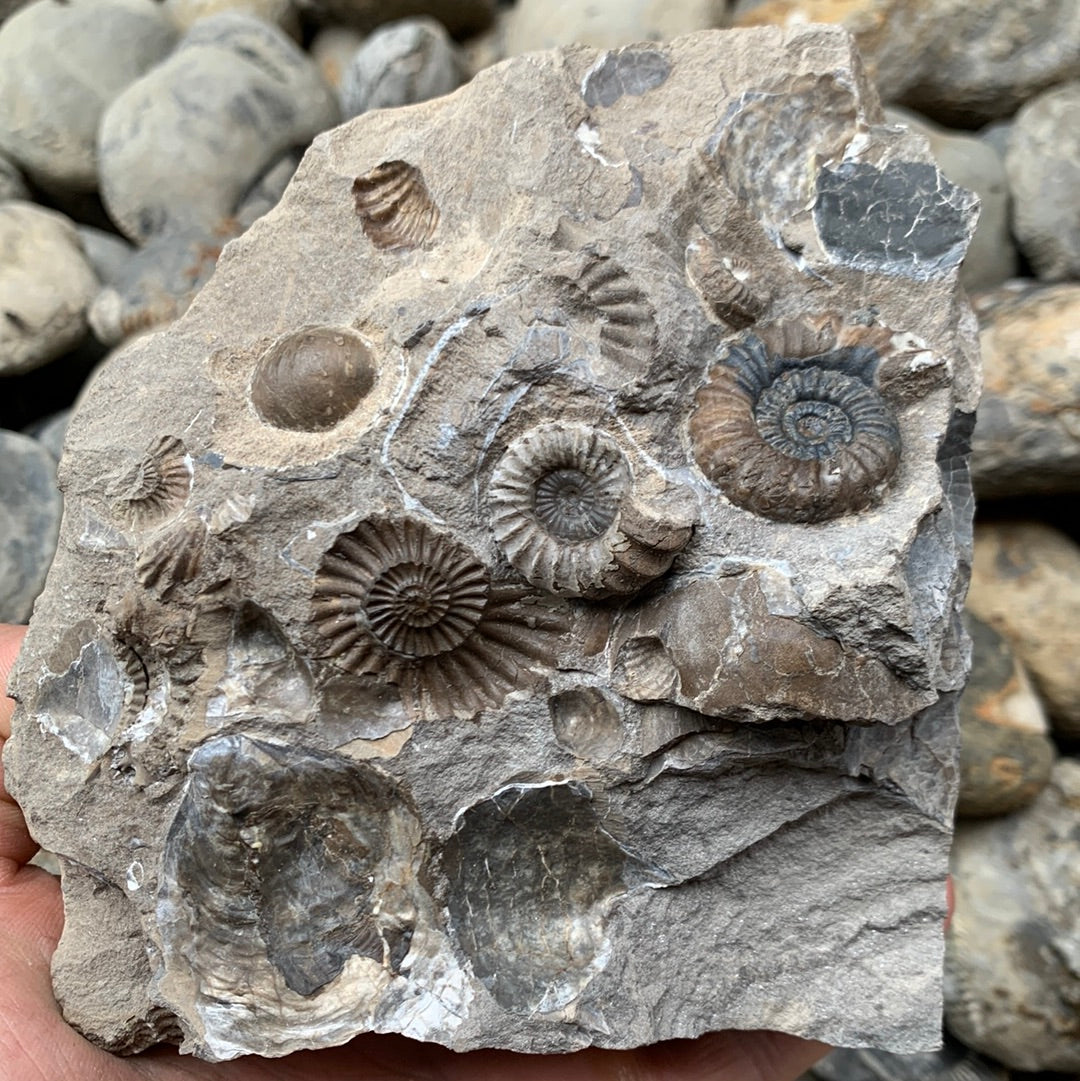 Androgynoceras Capricornus ammonite fossil - Whitby, North Yorkshire