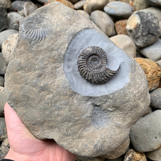 Schlothemia sp. ammonite fossil - Whitby, North Yorkshire Jurassic Coast, Yorkshire fossils