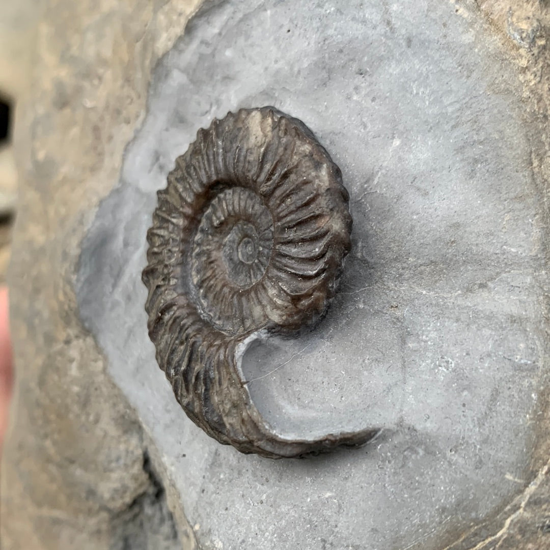 Schlothemia sp. ammonite fossil - Whitby, North Yorkshire Jurassic Coast, Yorkshire fossils