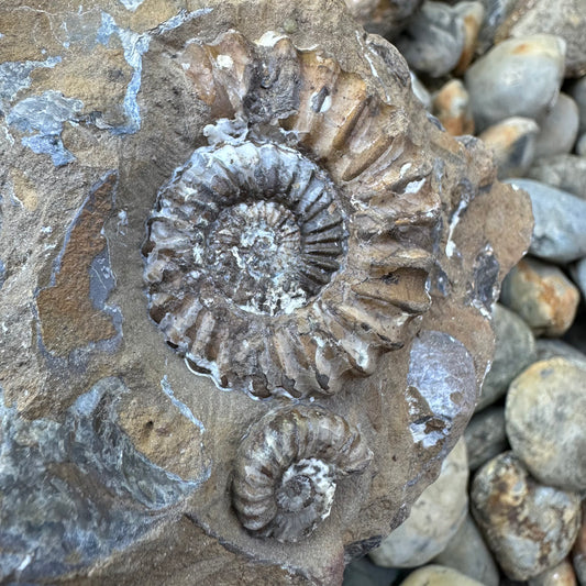 Androgynoceras Capricornus ammonite fossil - Whitby, North Yorkshire