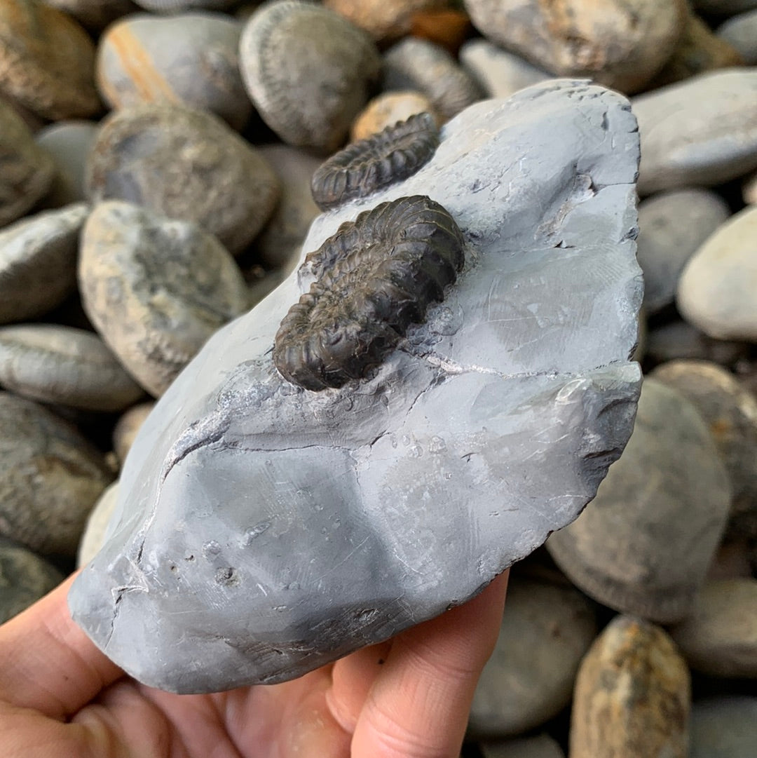 Gagaticeras ammonite shell fossil - Whitby, North Yorkshire