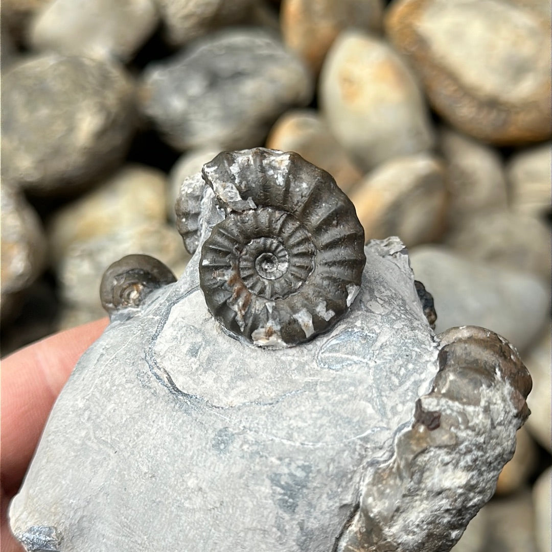 Androgynoceras maculatum ammonite fossil - Whitby, North Yorkshire