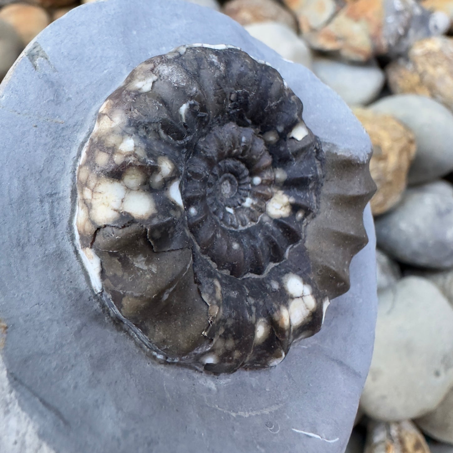 Androgynoceras maculatum ammonite fossil - Whitby, North Yorkshire