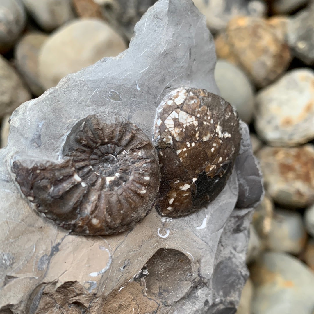 Amaltheus subnodosus ammonite fossil - Whitby, North Yorkshire
