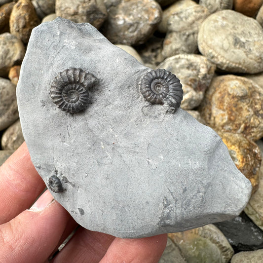 Promicroceras ammonite fossil - Whitby, North Yorkshire