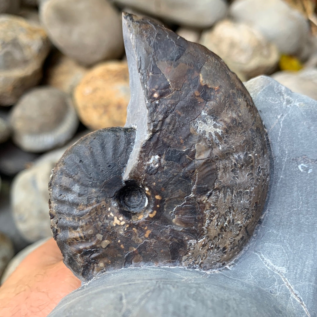 Grammoceras thouarense / pseudolioceras boulbiense ammonite fossil - Whitby, North Yorkshire Jurassic Coast