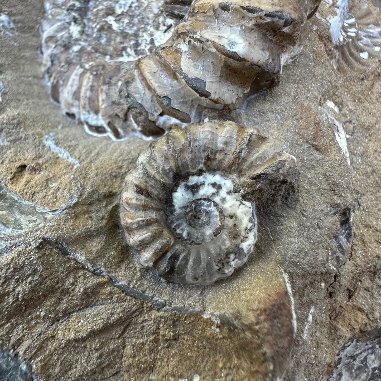 Androgynoceras Capricornus ammonite fossil - Whitby, North Yorkshire