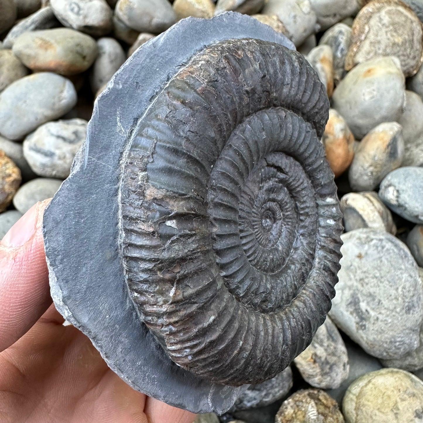 Dactylioceras ammonite fossil - Whitby, North Yorkshire, Yorkshire Fossils found on the Jurassic Coast