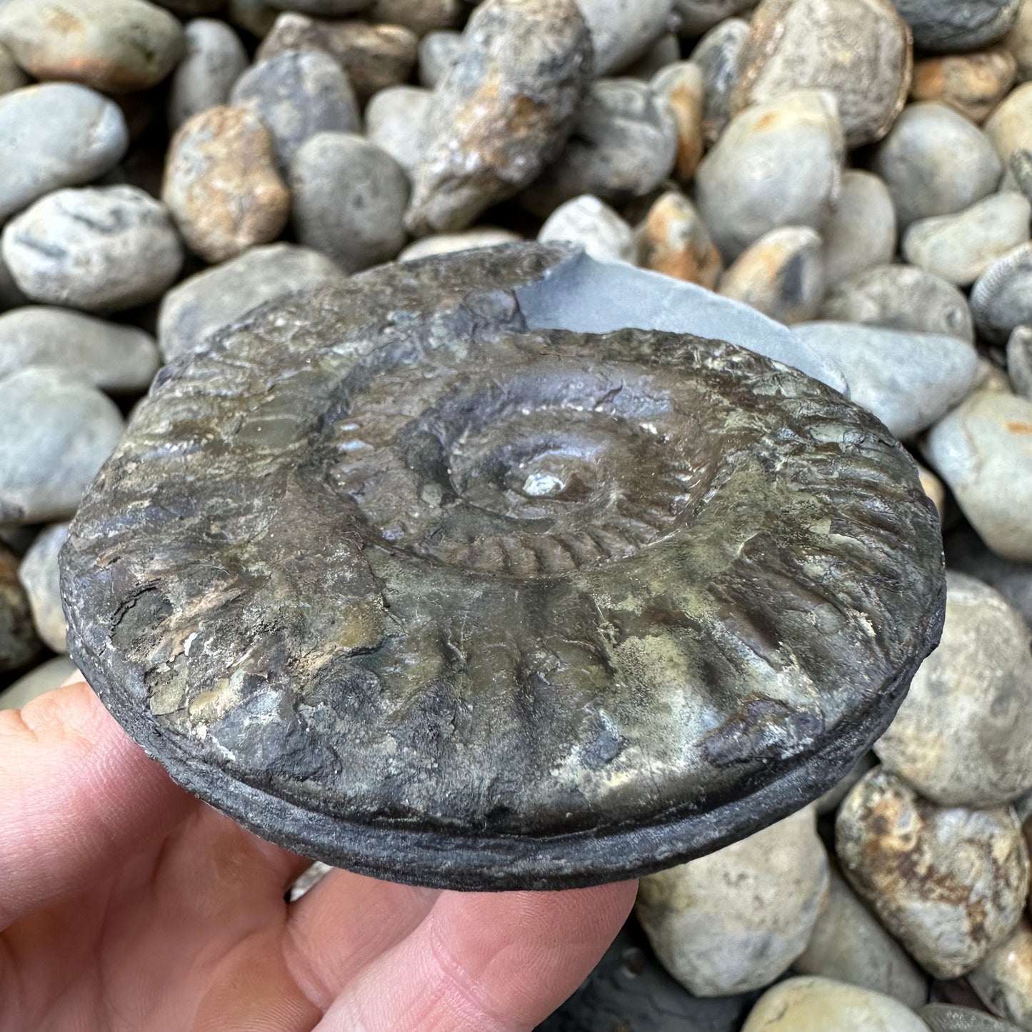 Hildoceras lusitanicum ammonite fossil - Whitby, North Yorkshire, Jurassic Coast, Yorkshire Fossils