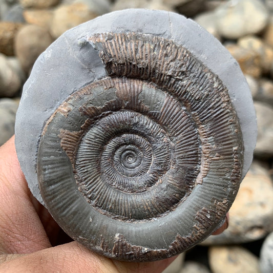 Dactylioceras tenuicostatum ammonite fossil - Whitby, North Yorkshire Jurassic Coast