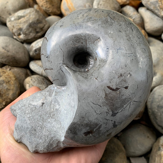 Nautilus shell fossil - Whitby, North Yorkshire Jurassic Coast